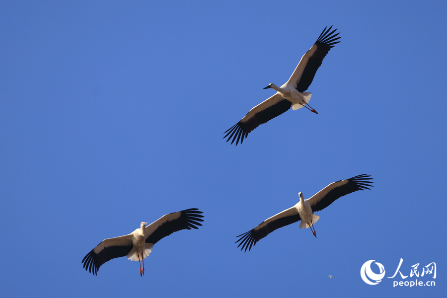 Oriental white storks seen at wetland in SE China's Fujian