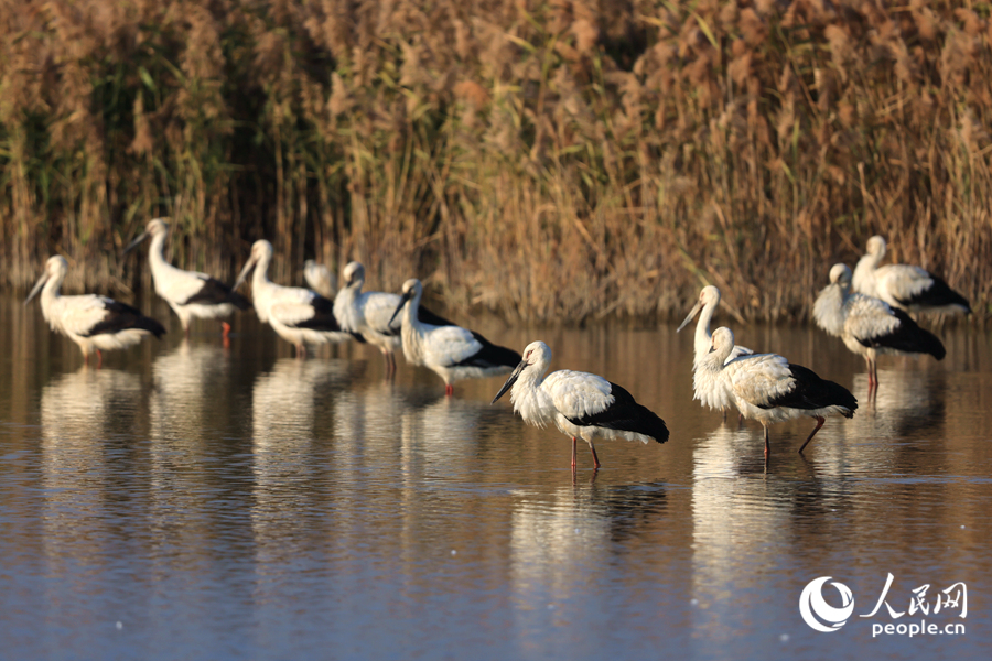 Oriental white storks seen at wetland in SE China's Fujian