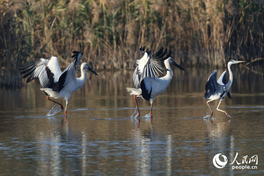 Oriental white storks seen at wetland in SE China's Fujian