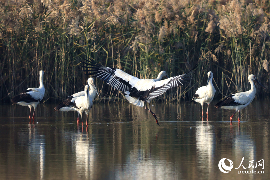 Oriental white storks seen at wetland in SE China's Fujian