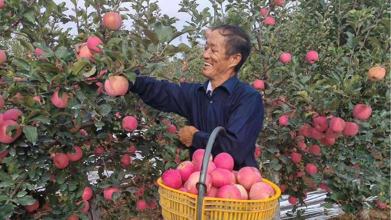 Luochuan apples: A fruitful path to prosperity