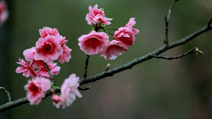 Cherry blossoms and birds create a winter spectacle in SW China's Yunnan