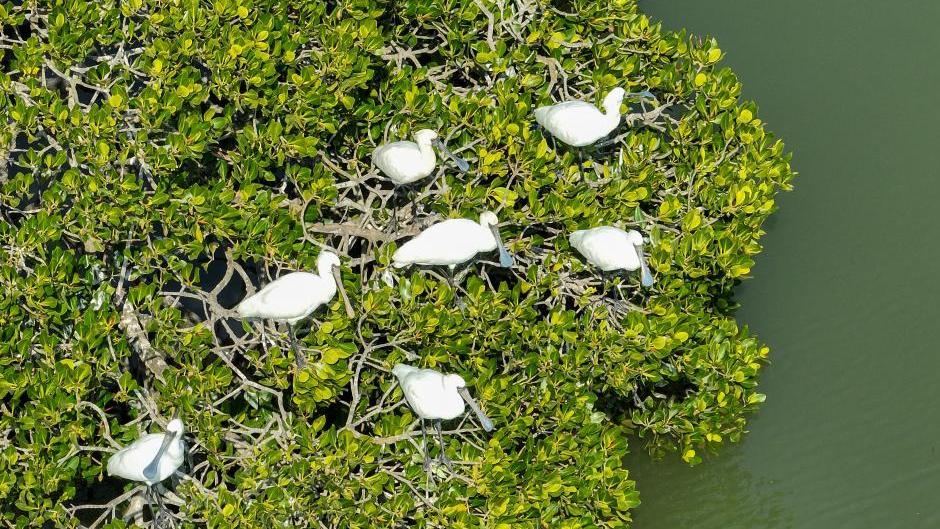 Hainan attracts migrant birds wintering thanks to improved ecological environment