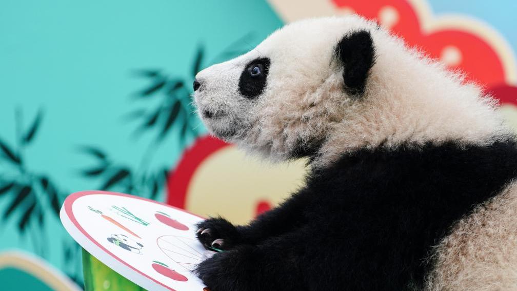 Panda cubs send Spring Festival greetings from southwest China