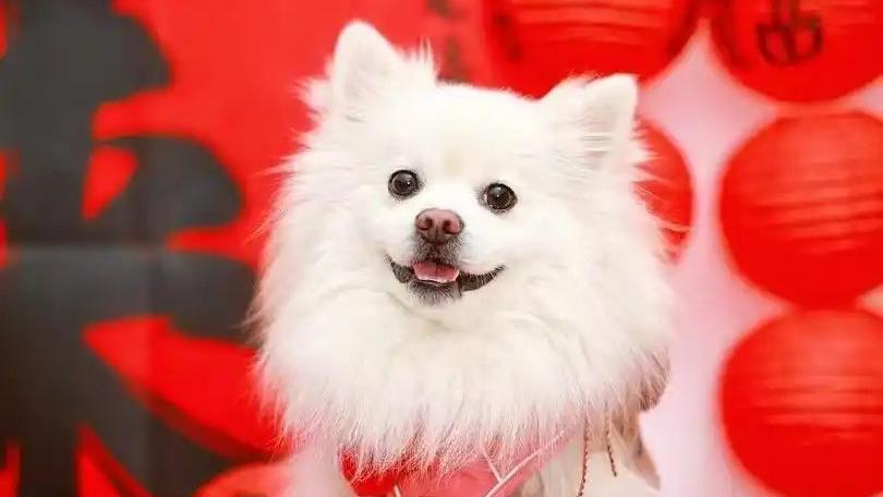 Chinese New Year's Eve dinner for pets gains popularity