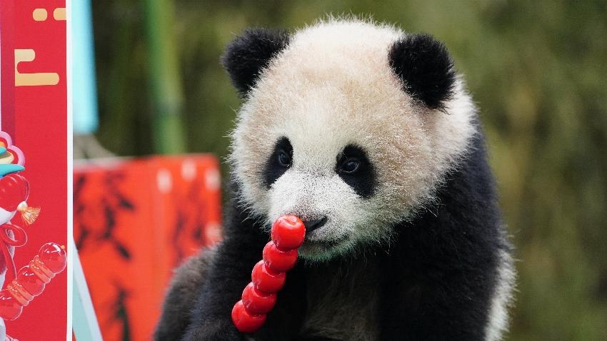 Panda cubs' adorable Chinese New Year greetings