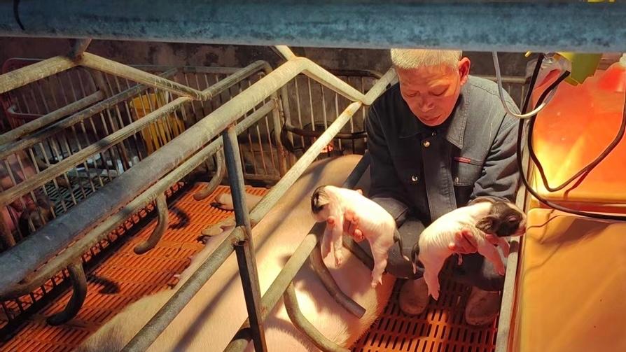 China researchers clone 4,000-year-old native swine breed