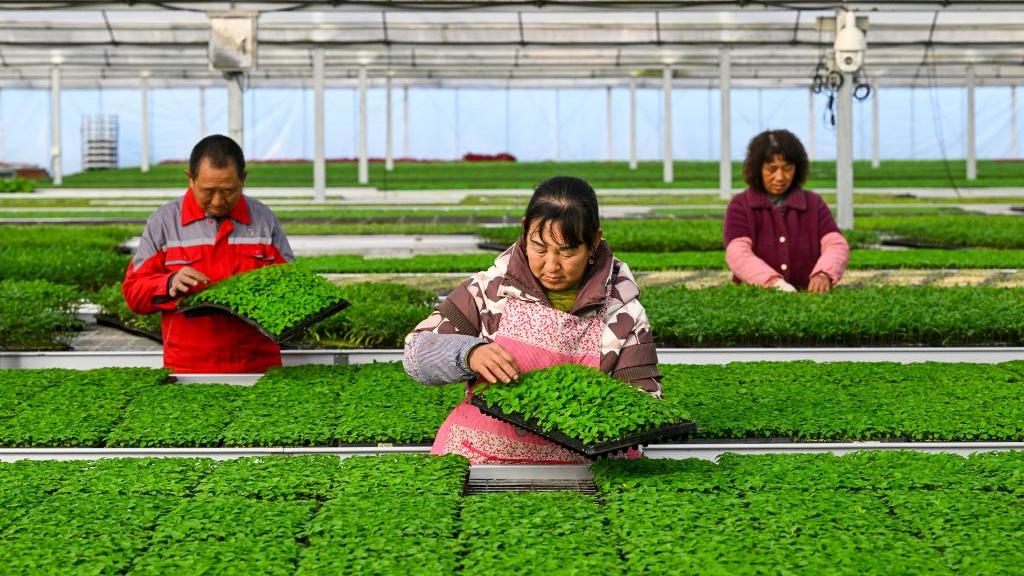 Farming activities in full swing across China in early spring