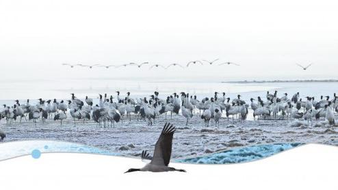 National nature reserve for black-necked cranes well protected in SW China's Yunnan