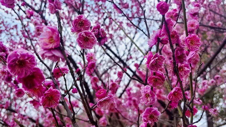 Plum blossoms in full bloom in C China's Wuhan