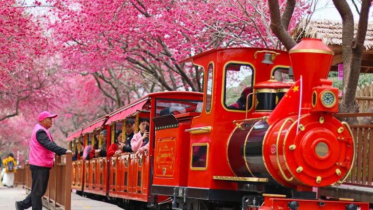 Cherry blossoms enter perfect viewing period in SE China's Fujian