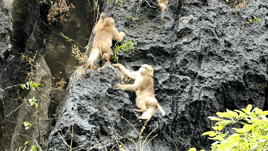 Frequent sightings of Assamese macaques in nature reserve in S China's Guangxi signals thriving biodiversity