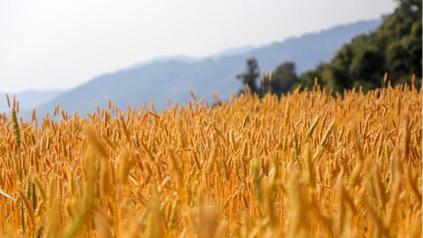 Winter wheat harvest in Ximeng Wa Autonomous County, SW China's Yunnan
