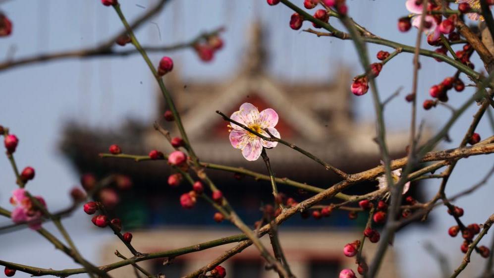 Day of "Jingzhe" marked in Beijing
