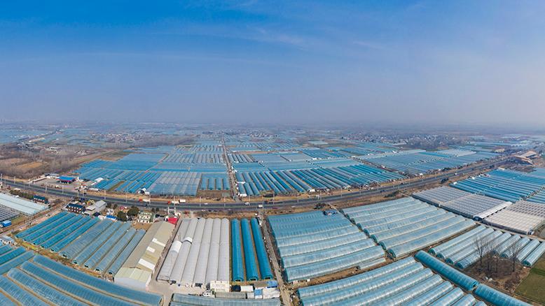 Changfeng county in E China's Anhui cultivates thriving strawberry industry