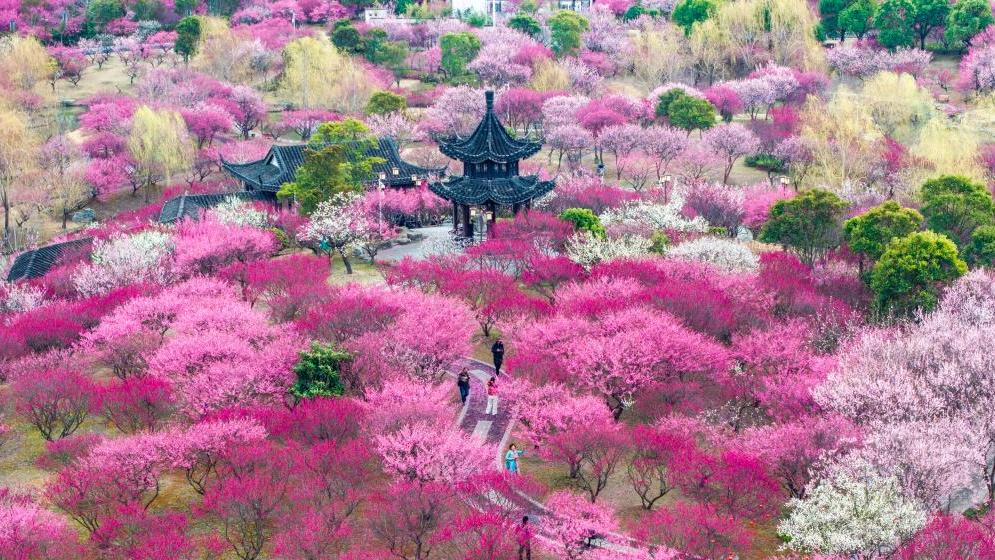 A sea of cherry blossoms