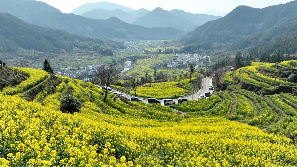 Scenery of blooming cole flowers in Wuyuan County, China's Jiangxi
