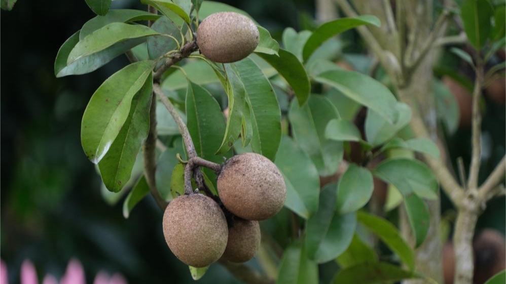 Hainan's exotic fruit "window" boosts south China rural revitalization