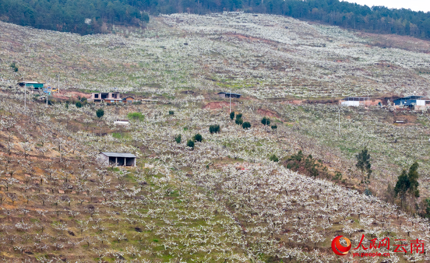 In pics: Pear blossoms paint springtime hues in SW China's Yunnan