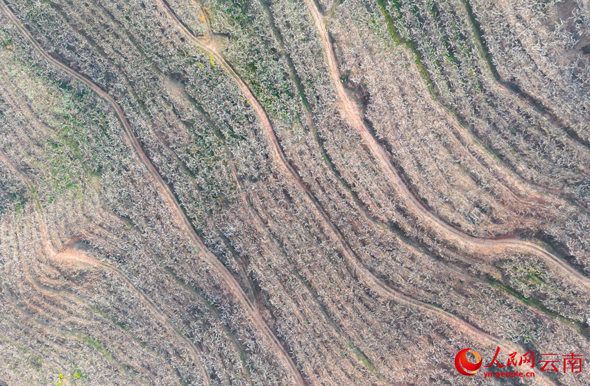 In pics: Pear blossoms paint springtime hues in SW China's Yunnan