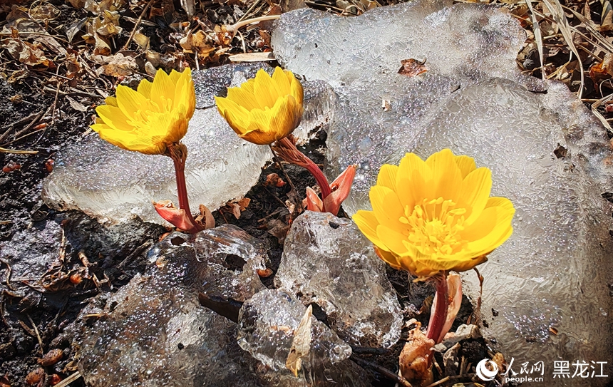 In pics: Blooming Adonis amurensis in Harbin, NE China's Heilongjiang