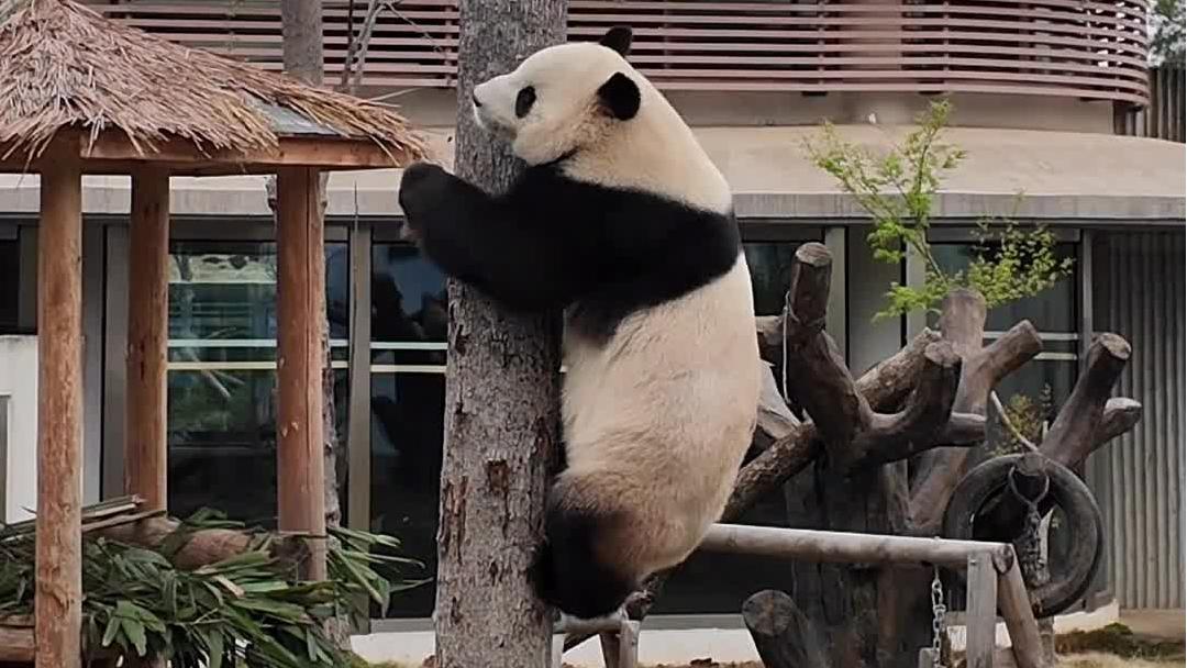 Enjoy laid-back delights with pandas in C China's Yueyang