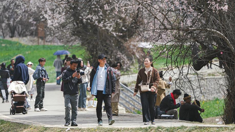 Peach blossom tourism, cultural festival kicks off in Nyingchi, China's Xizang