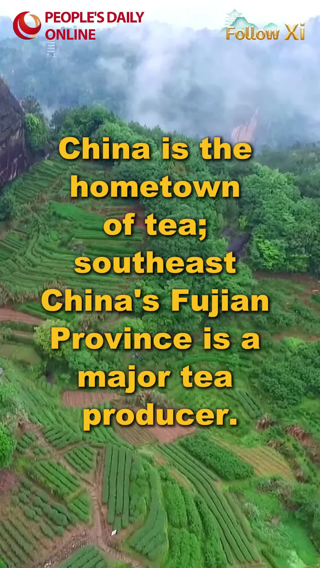 Xi Jinping's tea bond with Fujian