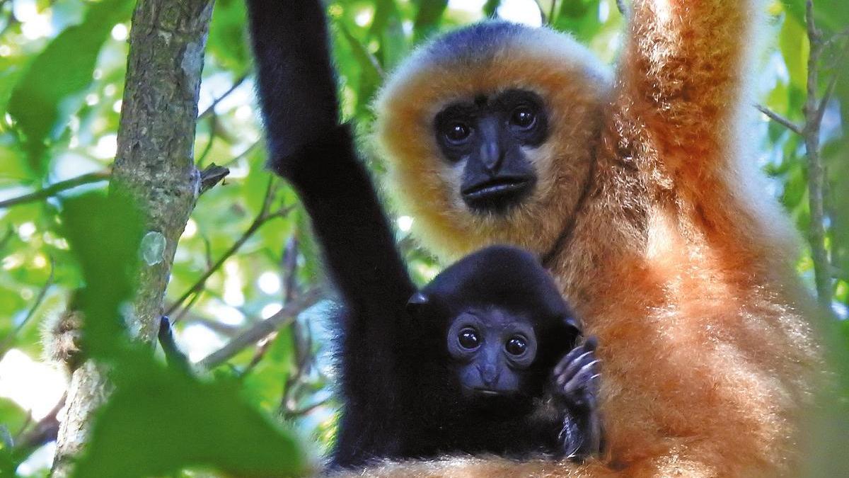 Study aims to boost Hainan gibbon numbers