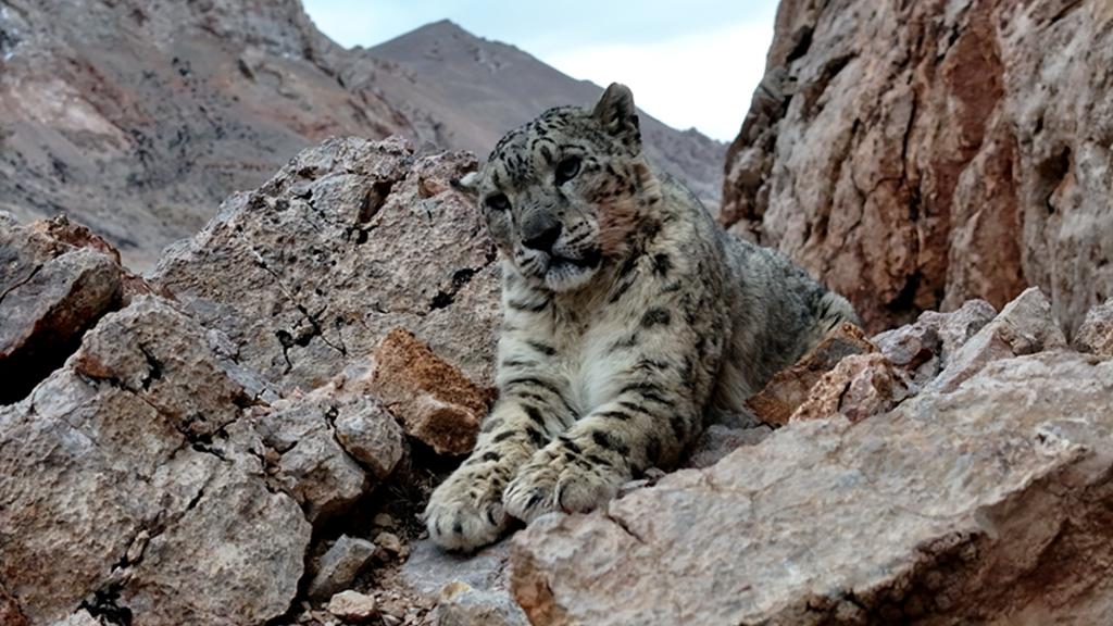 Wild snow leopard photographed in Ngari Prefecture, SW China's Xizang