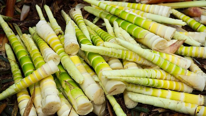 Bamboo shoot harvest underway in SW China's Yunnan