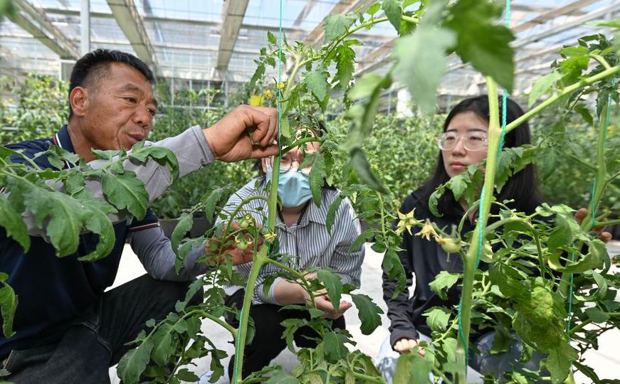 Agricultural technology incubator nurtures young talents in Tianjin