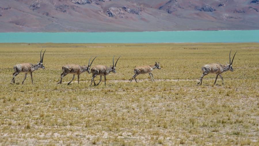 Tibetan antelopes start annual migration to give birth