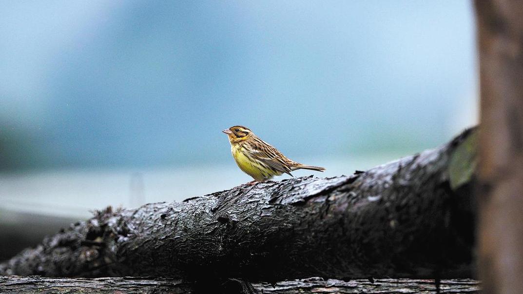 Birders compete for views in reserves