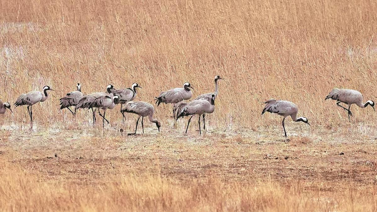 Band of brothers battles solitude, wind, searing sun to transform desert