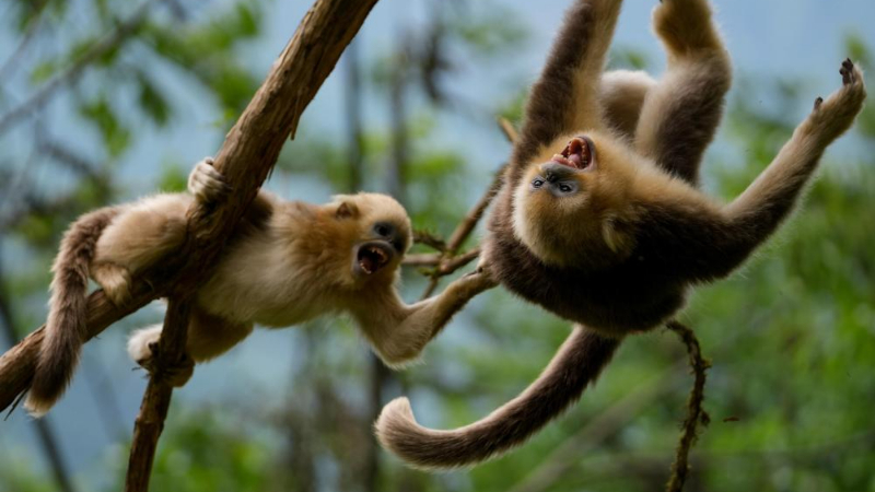 China makes headway on biodiversity protection