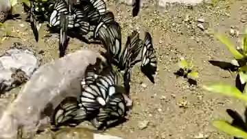 SW China's Yunnan sees spectacular butterfly explosion