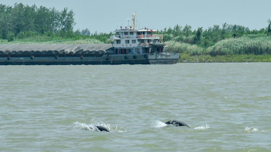 China's underwater tech guards porpoises worldwide