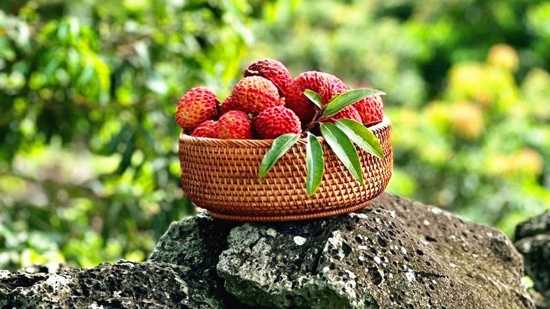 Haikou's volcanic lychees drive record sales, global demand