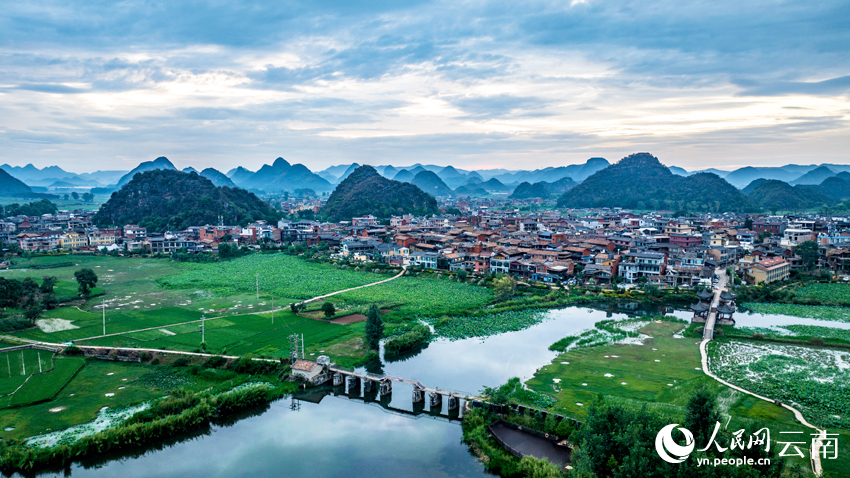 Summer lotus blooms lure tourists to Puzhehei in SW China's Yunnan