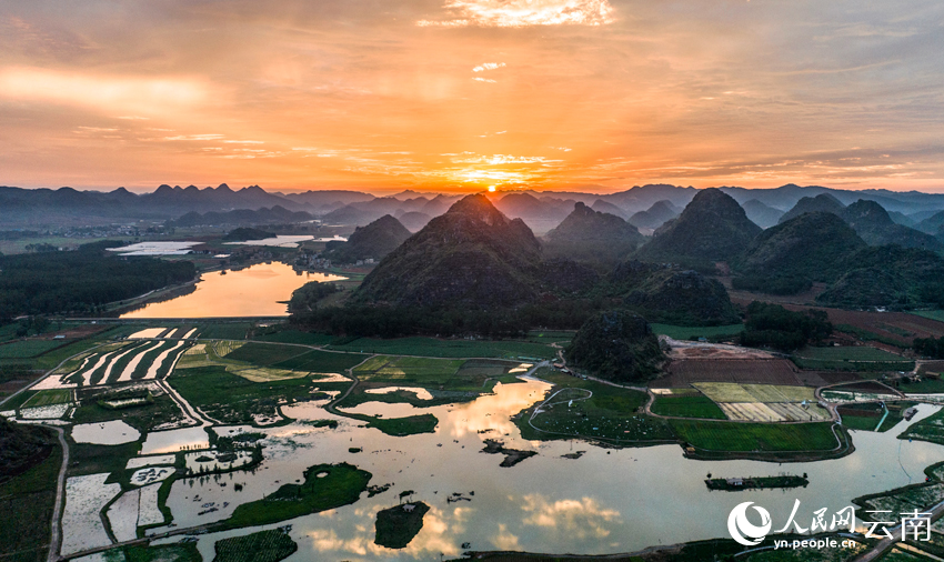 Summer lotus blooms lure tourists to Puzhehei in SW China's Yunnan