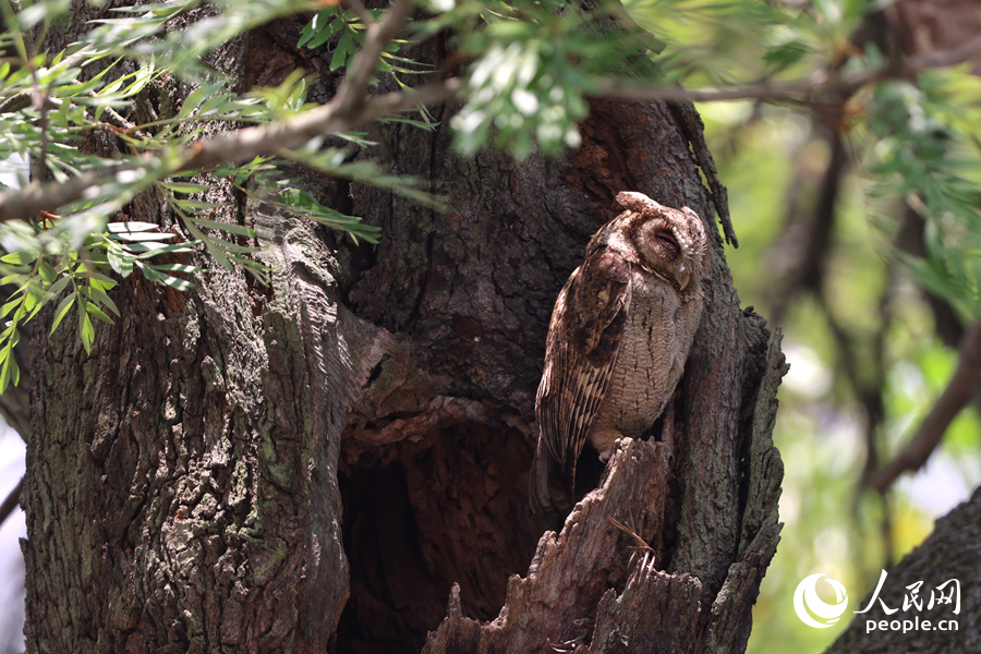 Collared scops owls spotted in Xiamen, SE China's Fujian
