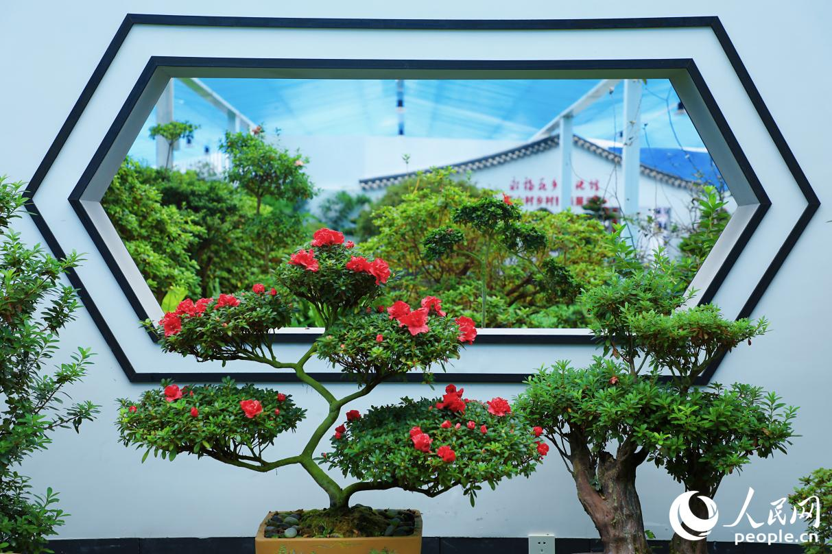 Azalea cultivation generates wealth for small town in western Fujian