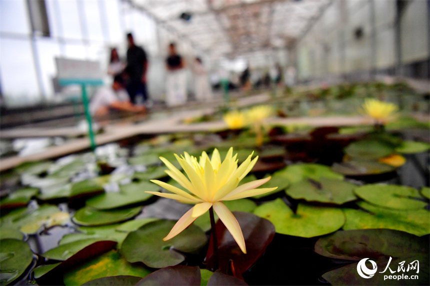 Over 500 varieties of lotus bloom in expo park in E China's Jiangxi