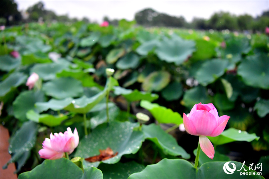 Over 500 varieties of lotus bloom in expo park in E China's Jiangxi