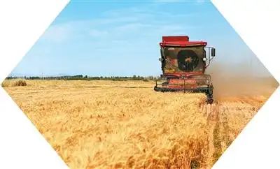 Xinjiang turns saline-alkali fields into fertile land