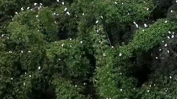 Birds that glitter, not just twitter