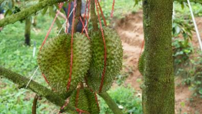 Hainan's homegrown durian industry blossoms