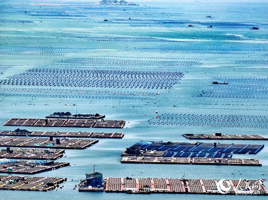 Abalone industry thrives in Lianjiang county, SE China's Fujian