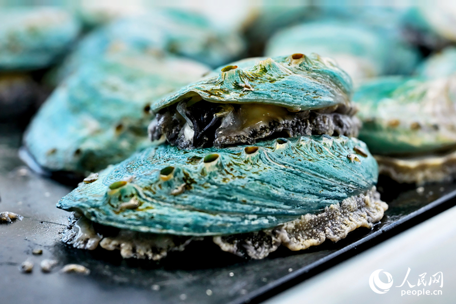 Abalone industry thrives in Lianjiang county, SE China's Fujian